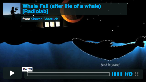 Whale Fall cover