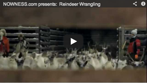 Read more about the article Worth Watching #105: Reindeer Wrangling