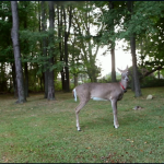 Permalink to Worth Watching #152: Dillie the Deer