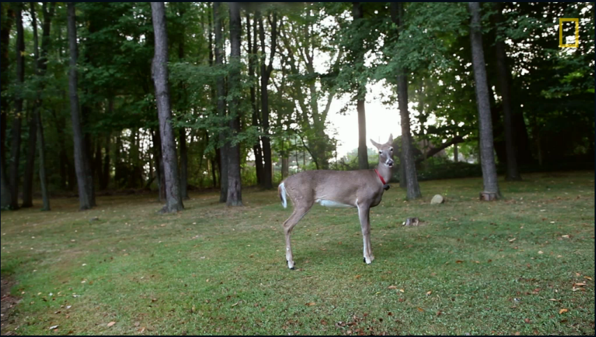 You are currently viewing Worth Watching #152: Dillie the Deer