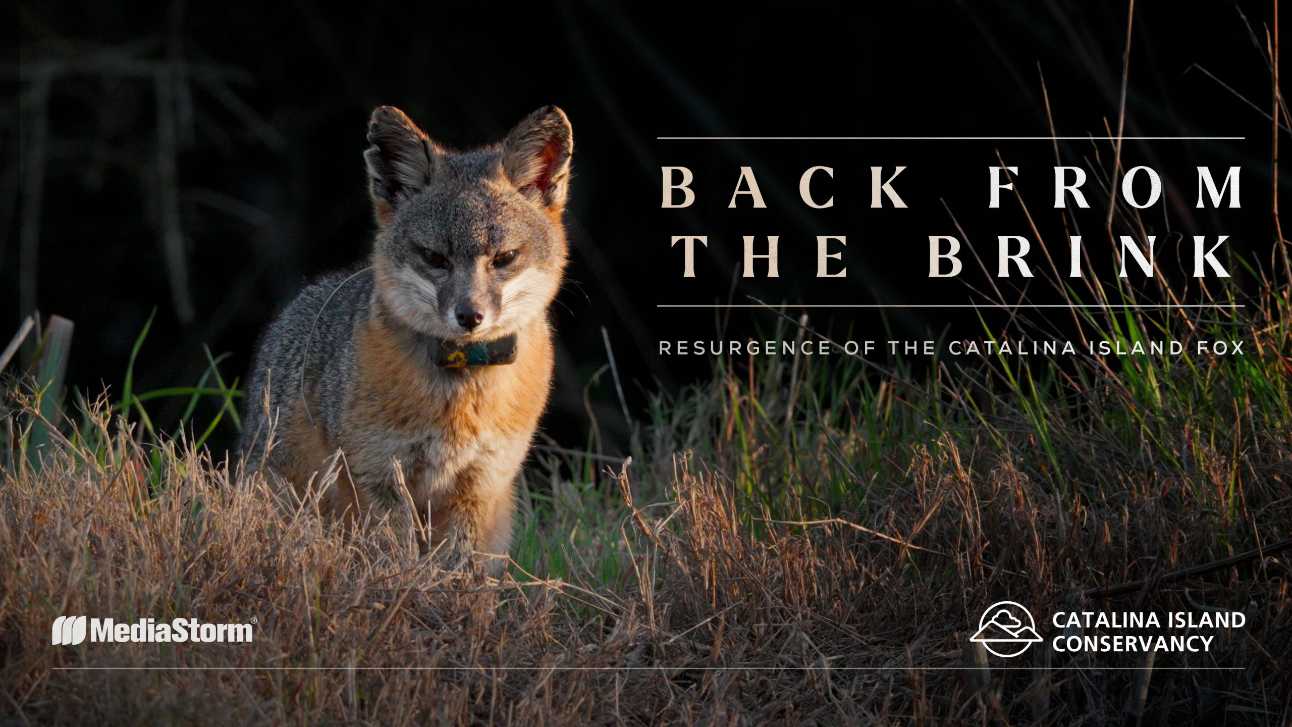Read more about the article Back from the Brink for Catalina Island Conservancy