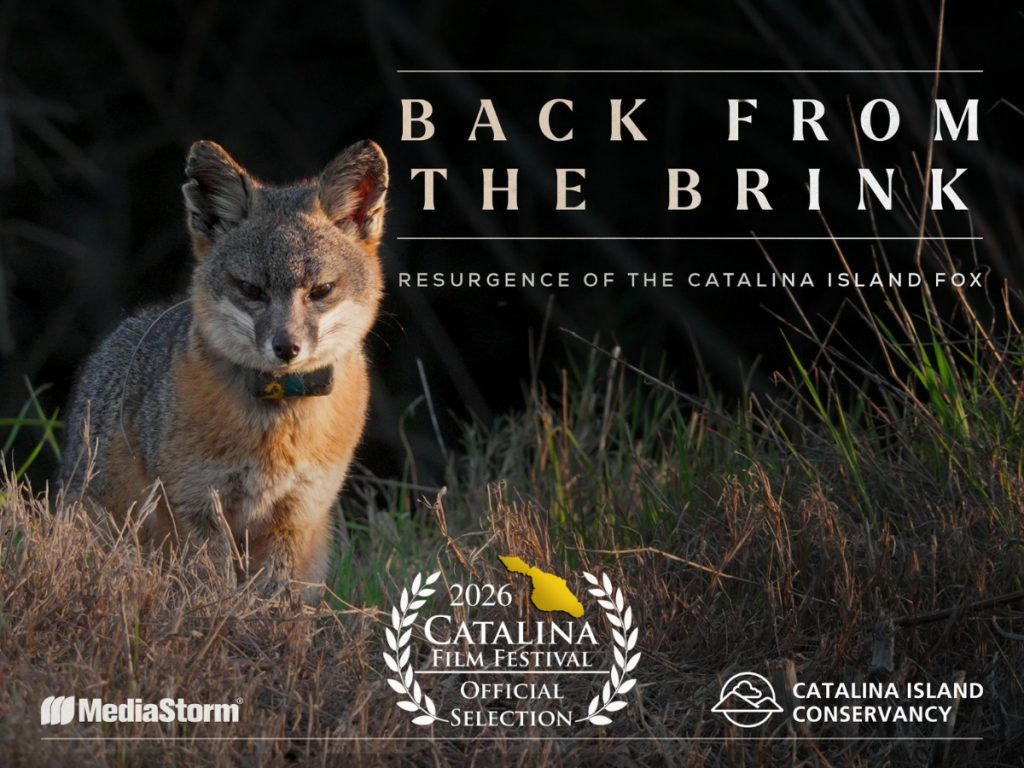 Back from the Brink